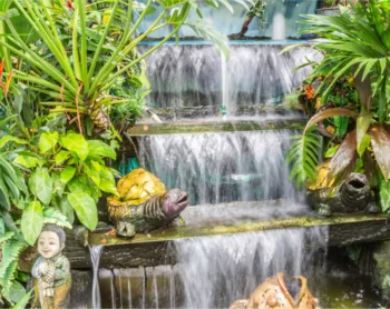 How to Start a Water Garden